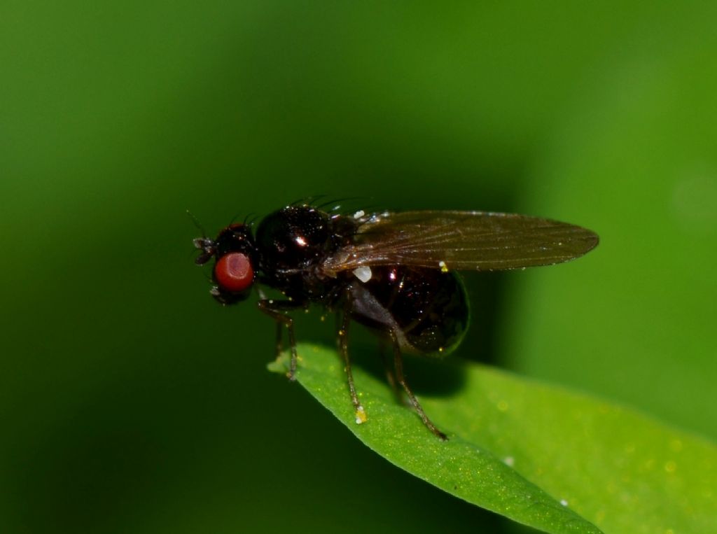 Dittero da identificare : Lauxaniidae